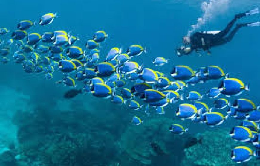 Scuba Diving Certification