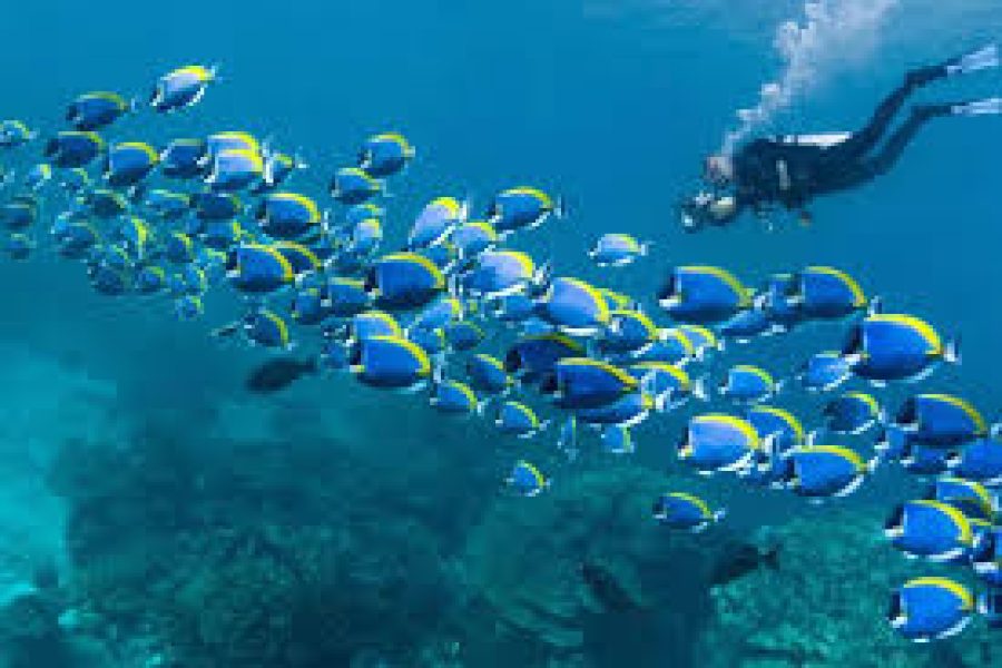 Scuba Diving Certification